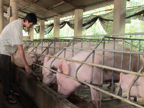 Nghi thịt lợn nhiễm sán ở trường mầm non, hiệu trưởng tin vào kết luận của bà bán thịt-4