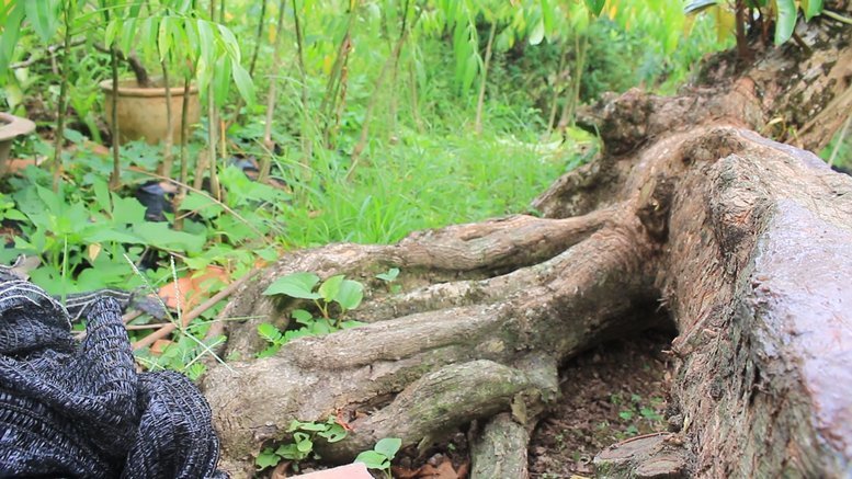 Cụ vú sữa lò rèn cổ, dáng rồng độc nhất, tìm cả miền Tây không ra cây thứ 2-5