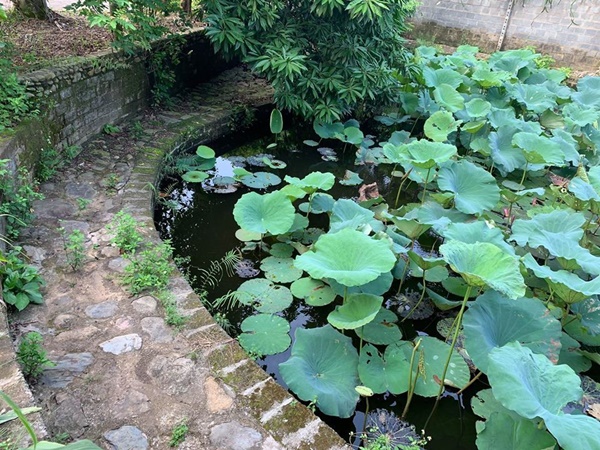Hồng Đăng thu hoạch một ô tô sấu, xoài ở nhà vườn 1.300m2-8