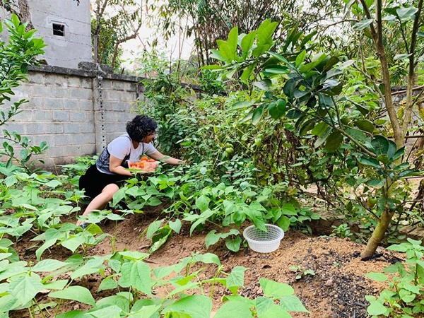 Hồng Đăng thu hoạch một ô tô sấu, xoài ở nhà vườn 1.300m2-11