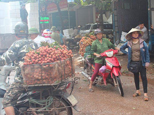 Lục Ngạn âu lo mùa vải chín
