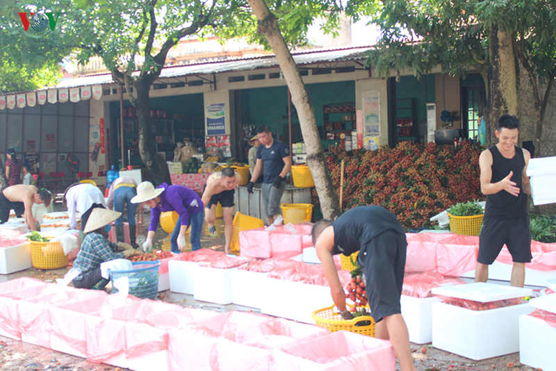 Lục Ngạn âu lo mùa vải chín-8