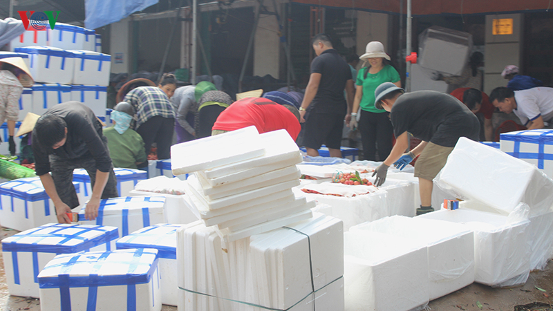 Lục Ngạn âu lo mùa vải chín-13