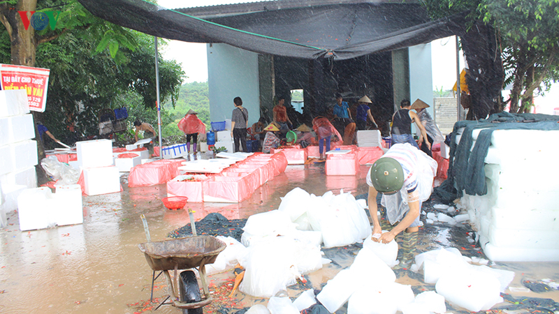 Lục Ngạn âu lo mùa vải chín-12