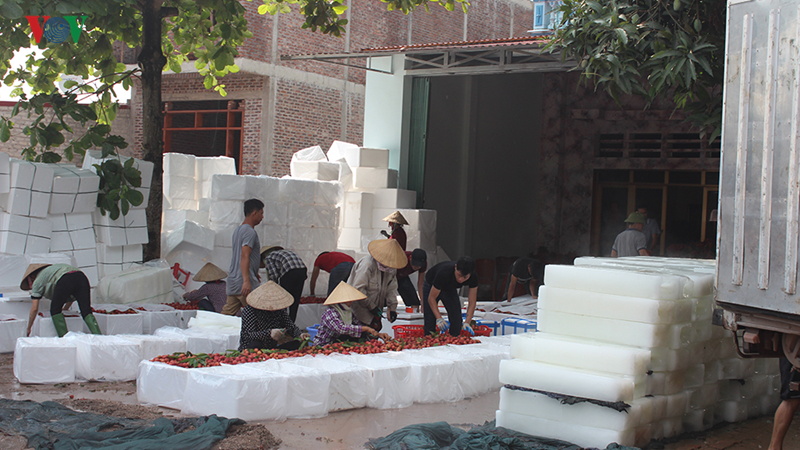 Lục Ngạn âu lo mùa vải chín-6