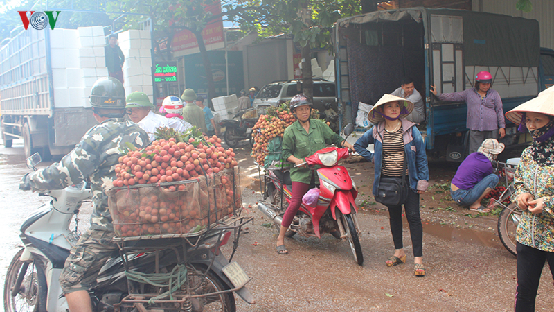 Lục Ngạn âu lo mùa vải chín-5