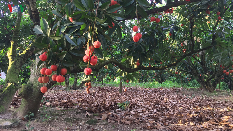 Lục Ngạn âu lo mùa vải chín-2
