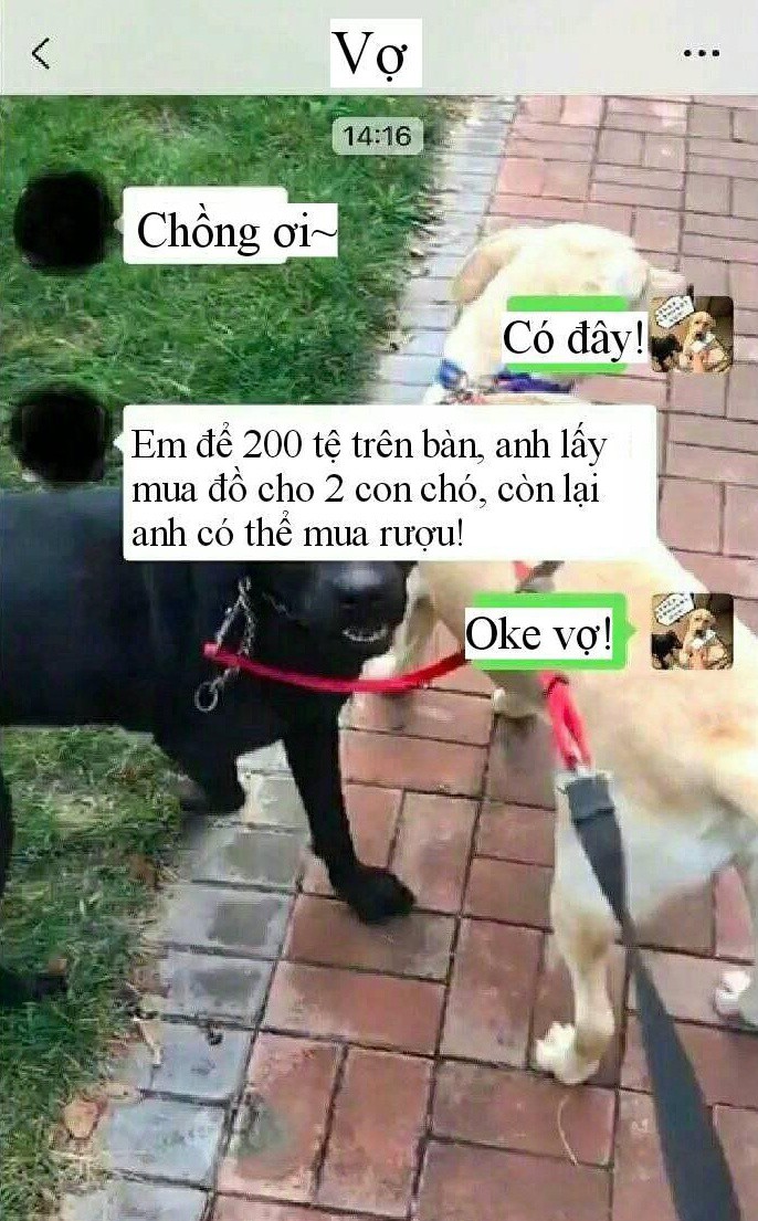 Vợ dặn đi mua quần áo cho cún cưng, anh chồng IQ vô cực khiến ai nấy cười lăn lóc khi thấy kết quả-1