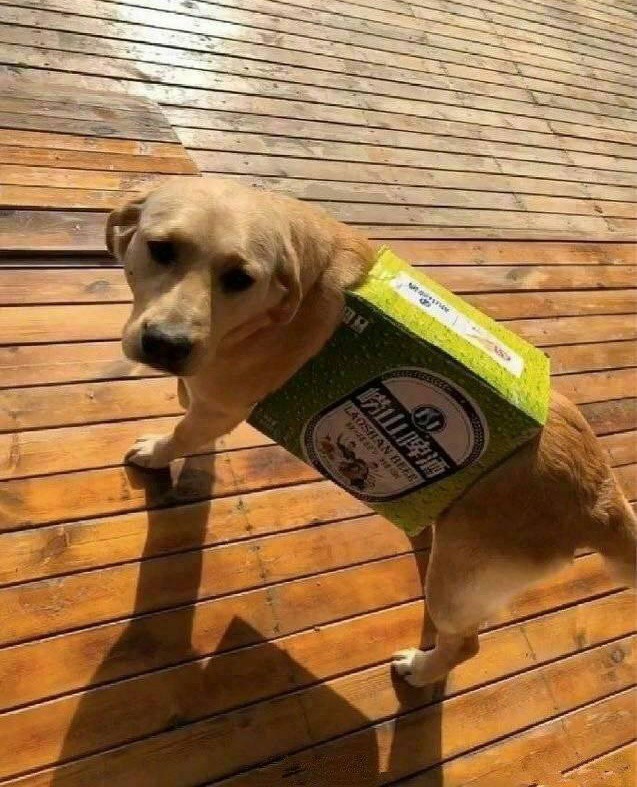 Vợ dặn đi mua quần áo cho cún cưng, anh chồng IQ vô cực khiến ai nấy cười lăn lóc khi thấy kết quả-2