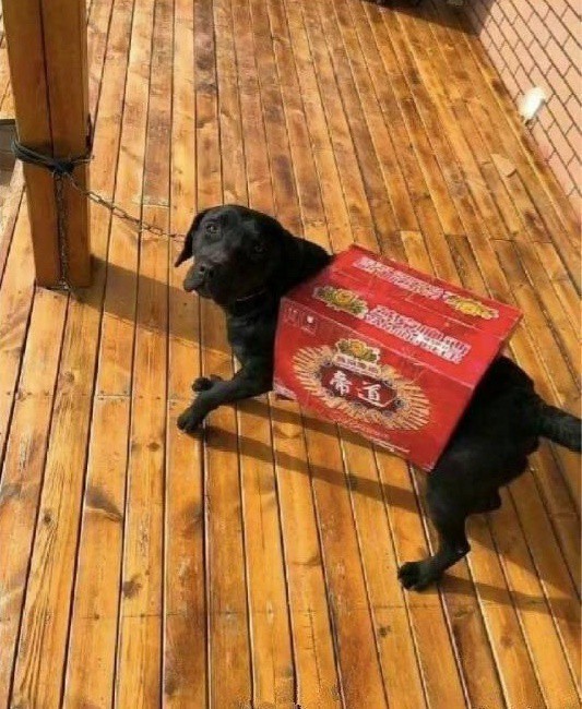 Vợ dặn đi mua quần áo cho cún cưng, anh chồng IQ vô cực khiến ai nấy cười lăn lóc khi thấy kết quả-3