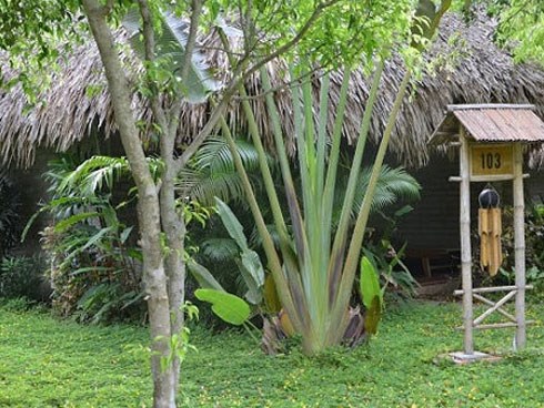 Cụ ông 80 tuổi mất căn nhà 5 tỷ vì mê cô gái bán cà phê