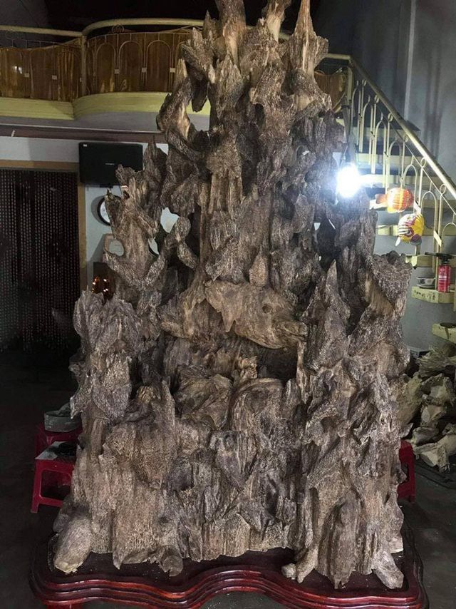 20 năm lặn lội, đại gia Hà thành ôm bộ sưu tập gỗ trầm lũa có 1 không 2-3