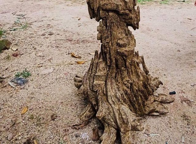 20 năm lặn lội, đại gia Hà thành ôm bộ sưu tập gỗ trầm lũa có 1 không 2-6