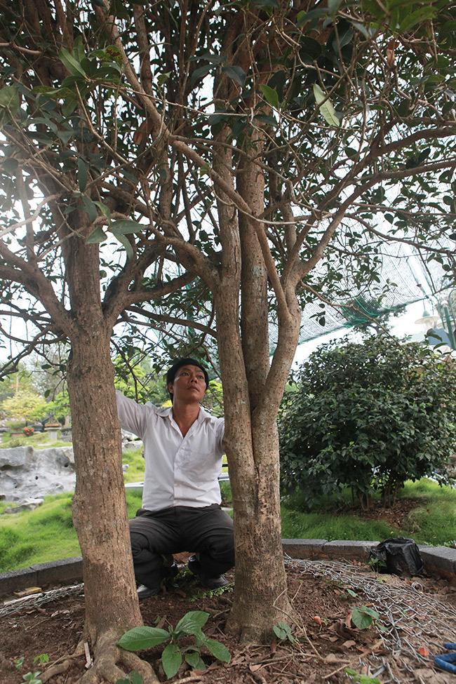 Chiêm ngưỡng 2 cây mộc hương khủng, khách trả 3 tỷ chủ vẫn chưa gật đầu-13