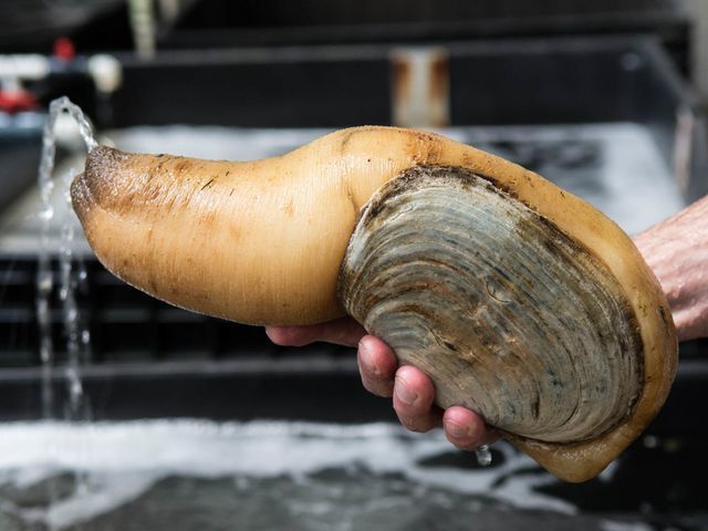 Loài ốc của quý siêu đắt đỏ giá 2,5 triệu/kg bán đầy Việt Nam-1