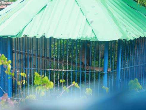 Người đàn ông bị hổ cắn đứt lìa 2 tay ở Bình Dương: Do đến trêu ghẹo hổ khi đang say xỉn-2