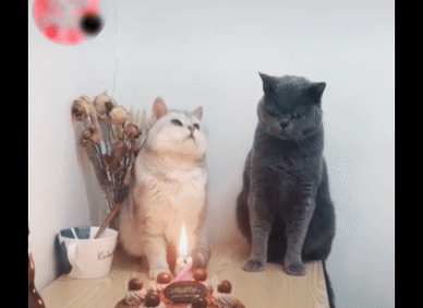 Chú mèo hóa anh hùng, cứu mạng cậu bé trong gang tấc-1