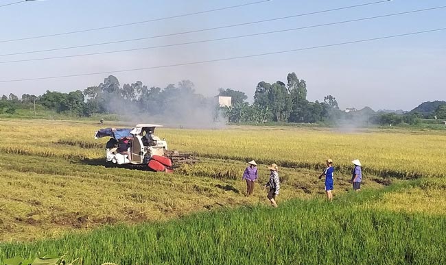Chuyện lạ Ninh Bình: Rơm rạ bỗng quý như... vàng!-1