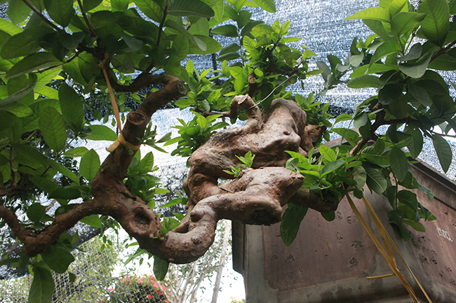 Chiêm ngưỡng cây ổi mọc ngược” độc nhất vô nhị giá tiền tỷ-6