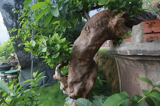 Chiêm ngưỡng cây ổi mọc ngược” độc nhất vô nhị giá tiền tỷ-11