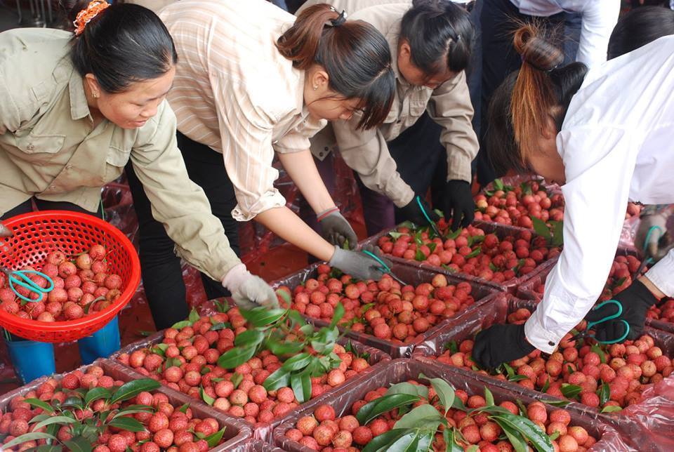 260 chủ vựa Trung Quốc tranh mua, vải thiều Bắc Giang giá cao kỷ lục-1
