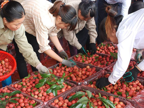 Video: Gần 240 nghìn đồng một quả vải thiều ở Nhật Bản, tin được không?-1