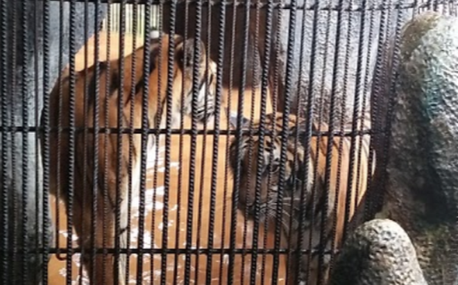 Người đàn ông bị hổ cắn đứt lìa 2 tay ở Bình Dương: Do đến trêu ghẹo hổ khi đang say xỉn-1