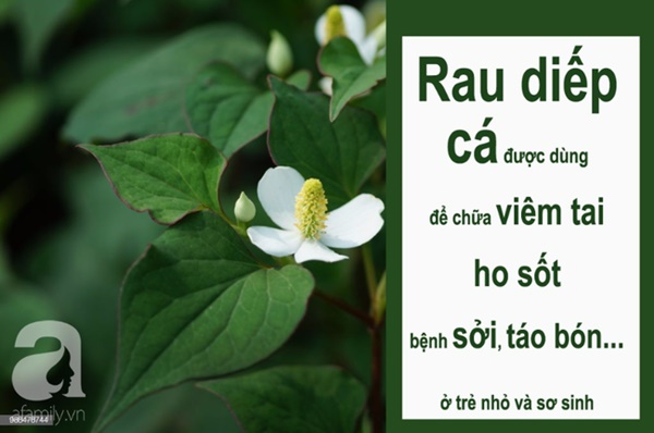 Mùa hè không thể thiếu diếp cá vì vừa giải nhiệt vừa chữa bệnh cho bé nhà bạn cực hiệu quả-1