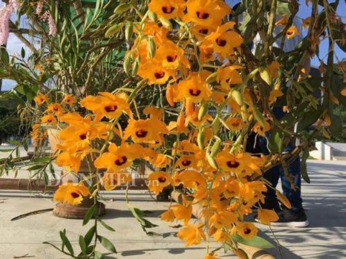 Chiêm ngưỡng hàng trăm giò lan khoe sắc ở Mộc Châu-1