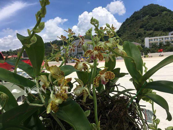 Chiêm ngưỡng hàng trăm giò lan khoe sắc ở Mộc Châu-10