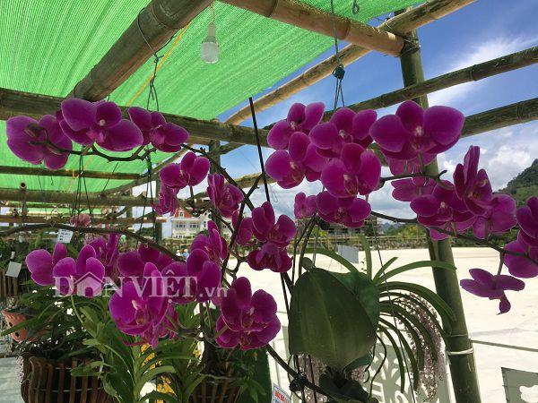 Chiêm ngưỡng hàng trăm giò lan khoe sắc ở Mộc Châu-11