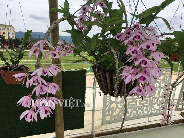 Chiêm ngưỡng hàng trăm giò lan khoe sắc ở Mộc Châu-12