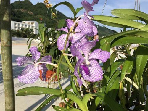 Chiêm ngưỡng hàng trăm giò lan khoe sắc ở Mộc Châu-2