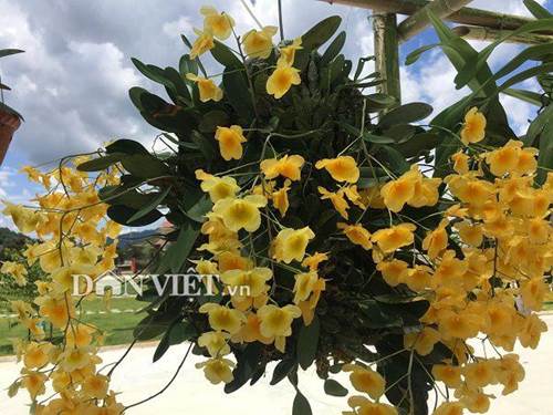 Chiêm ngưỡng hàng trăm giò lan khoe sắc ở Mộc Châu-3