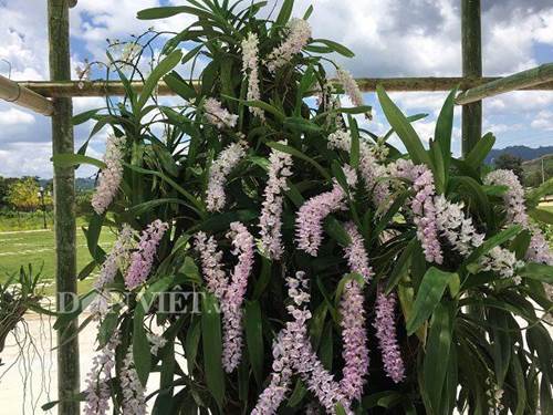 Chiêm ngưỡng hàng trăm giò lan khoe sắc ở Mộc Châu-4