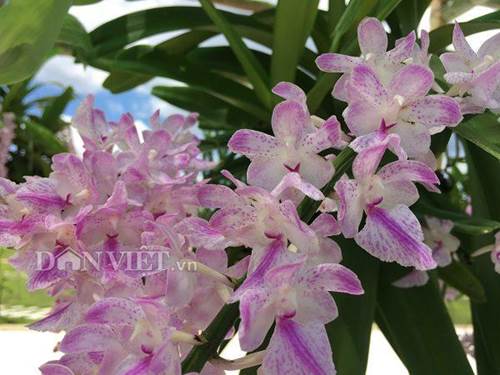 Chiêm ngưỡng hàng trăm giò lan khoe sắc ở Mộc Châu-5