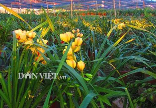 Chiêm ngưỡng hàng trăm giò lan khoe sắc ở Mộc Châu-6