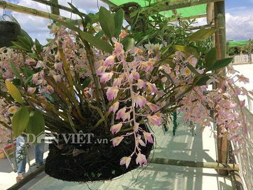 Chiêm ngưỡng hàng trăm giò lan khoe sắc ở Mộc Châu-7