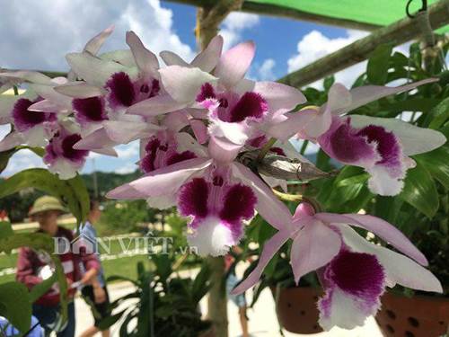 Chiêm ngưỡng hàng trăm giò lan khoe sắc ở Mộc Châu-8