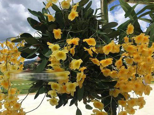 Mộc Châu đẹp ngỡ ngàng những ngày cuối năm-17