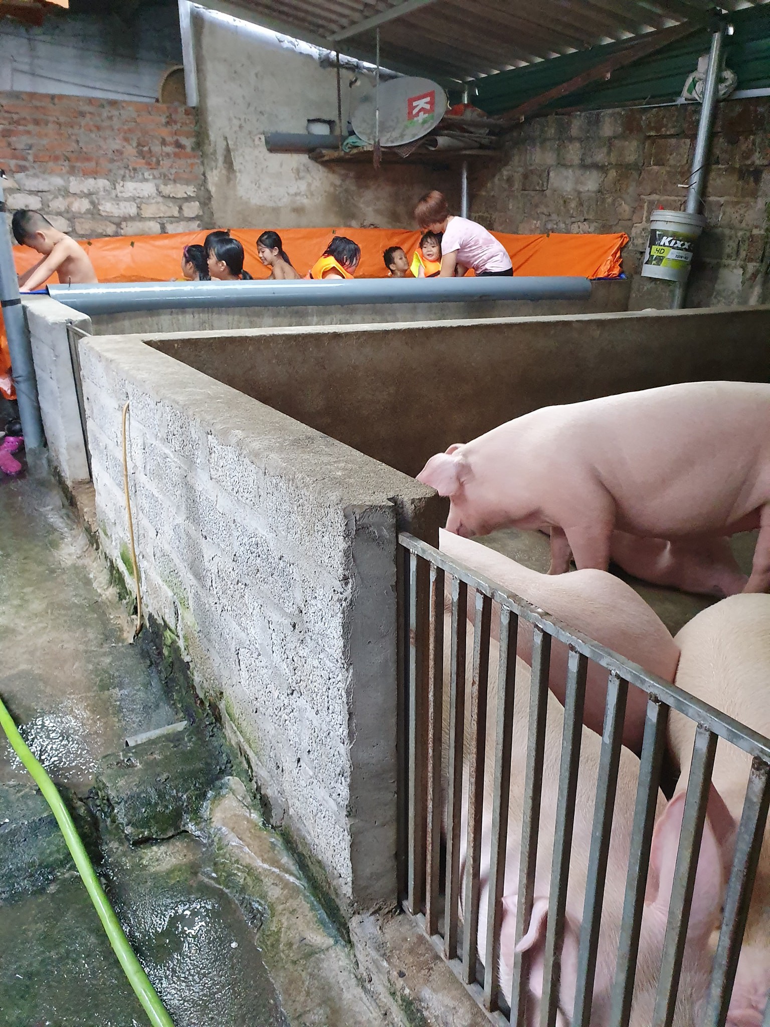 Không có công viên nước như ở thành phố, ông chú liền hô biến chuồng lợn thành bể bơi cho các cháu vui chơi dịp hè-2