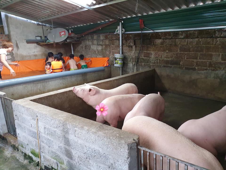 Không có công viên nước như ở thành phố, ông chú liền hô biến chuồng lợn thành bể bơi cho các cháu vui chơi dịp hè-3