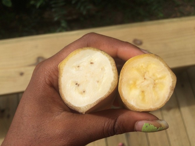 Ngỡ ngàng với chuối xanh da trời hơn 2 triệu đồng/nải-2