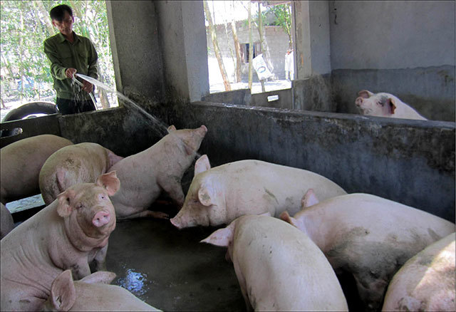 Lợn cảnh 25 triệucon Mốt thú cưng sang chảnh của quý cô Hà Thành  Báo  Dân trí