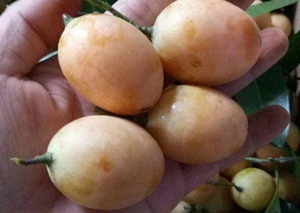 Kỳ lạ loại quả ăn vặt giá chát, chưa kịp về đã hết hàng-2