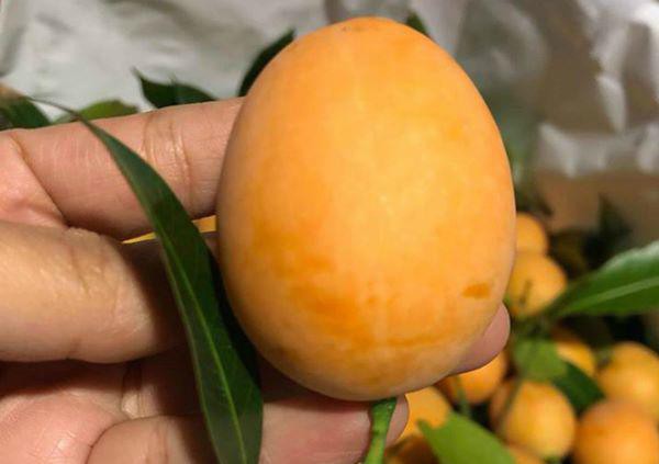 Kỳ lạ loại quả ăn vặt giá chát, chưa kịp về đã hết hàng-3