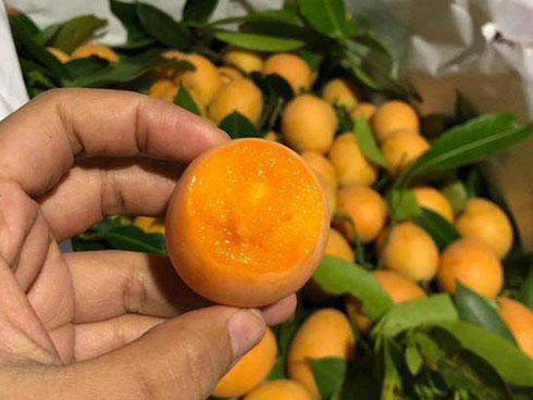 Loại quả Ngón tay quỷ có giá 200.000/kg đặc biệt ra sao?-3