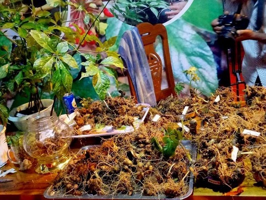 Quảng Nam: Lo lắng cạn kiệt nguồn giống sâm Ngọc Linh-1