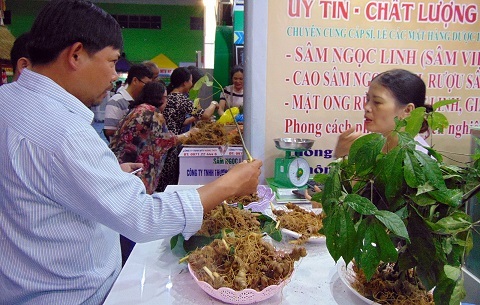 Quảng Nam: Lo lắng cạn kiệt nguồn giống sâm Ngọc Linh-3