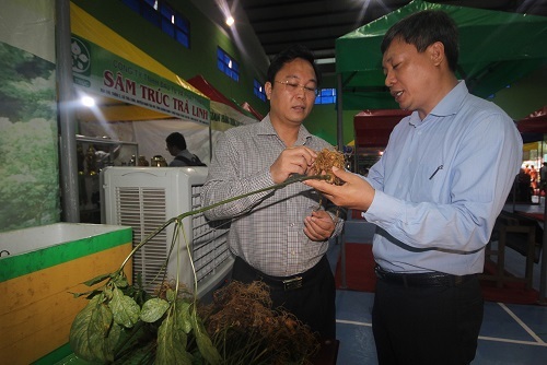 Quảng Nam: Lo lắng cạn kiệt nguồn giống sâm Ngọc Linh-4